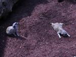 Meerkats